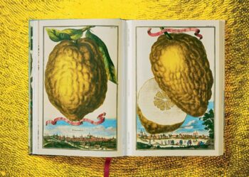 Lauterbach, Iris: J. C. Volkamer. The Book of Citrus Fruits – Bild 6