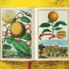 Lauterbach, Iris: J. C. Volkamer. The Book of Citrus Fruits – Bild 7