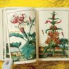 Lauterbach, Iris: J. C. Volkamer. The Book of Citrus Fruits – Bild 9