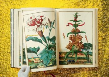 Lauterbach, Iris: J. C. Volkamer. The Book of Citrus Fruits – Bild 9