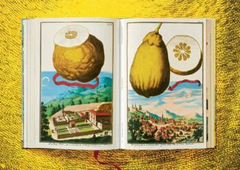Lauterbach, Iris: J. C. Volkamer. The Book of Citrus Fruits – Bild 10